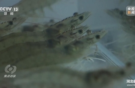 焦点访谈丨牢记总书记嘱托 种业振兴食物丰
