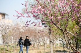河北衡水：绘就春日“赏花经济”新图景