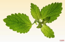 【每周药食】入伏后巧用薄荷最相宜，辛凉透表、能疏肝气~