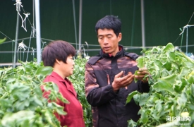  衡水饶阳：设施蔬菜春管忙 增产提质有保障