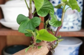 创造生活的美 感受生活的乐趣